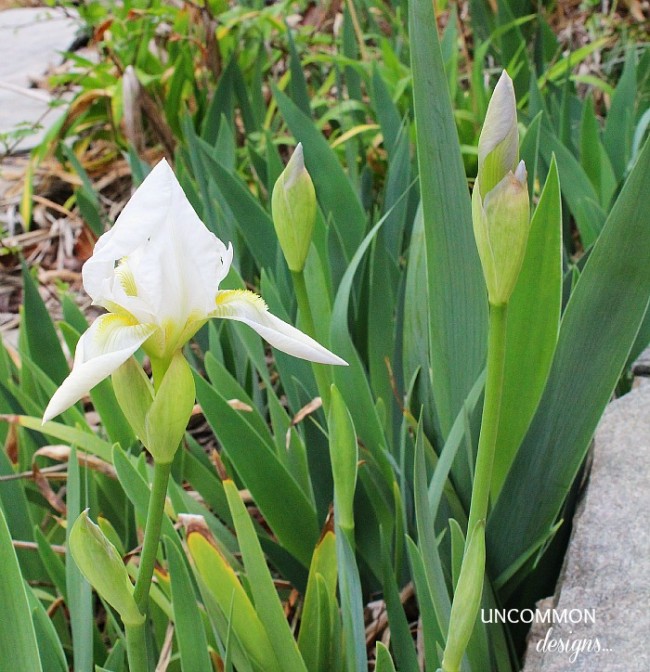 Spring Is In The Air…The Home Depot Garden Club DigIn