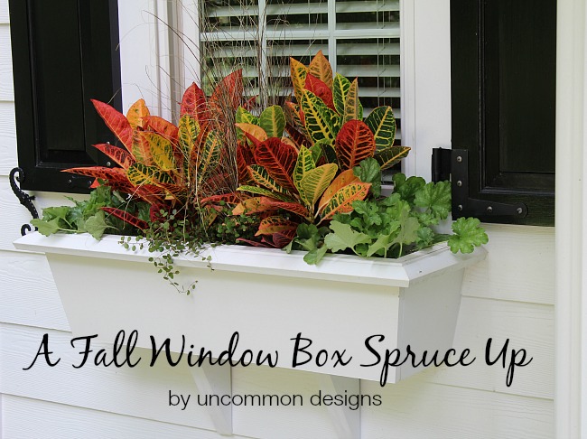 How To Plant A Fall Window Box