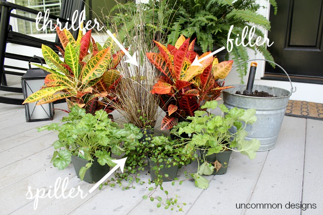 Window box planting 101. Thriller-Filler-Spiller