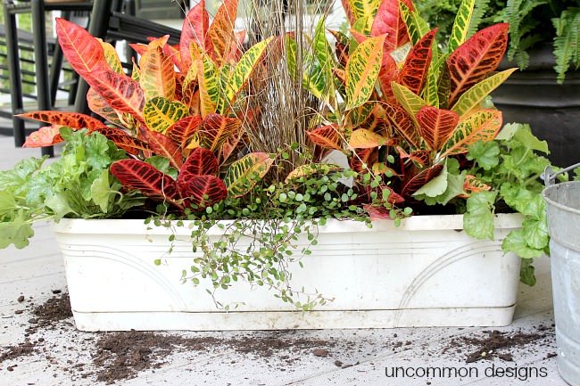 Window box planting 101. Thriller-Filler-Spiller