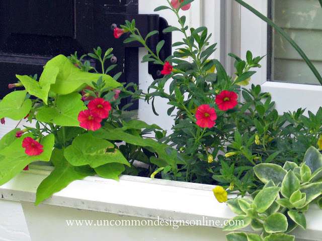 summer-window-box-uncommon-designs