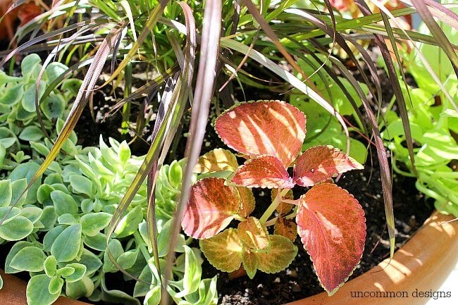 Container gardening from Uncommon Designs.