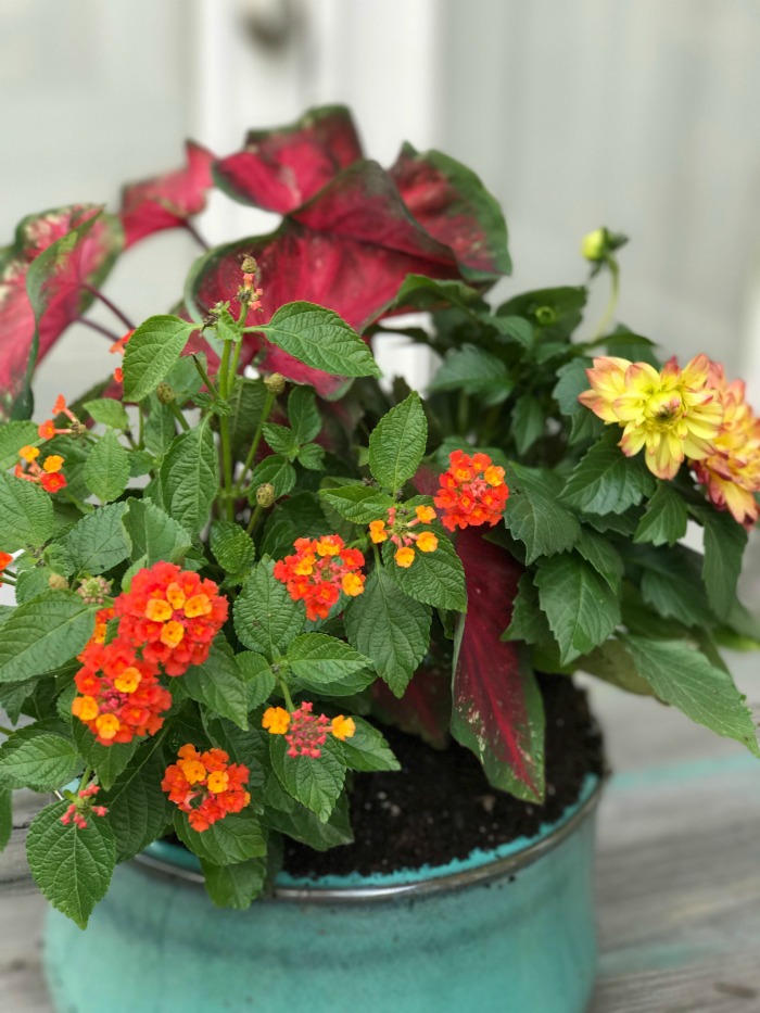 Bring on the color! Add beautiful plants to your decks and porches with plants to wake up your space and have your home ready for outdoor entertaining! 