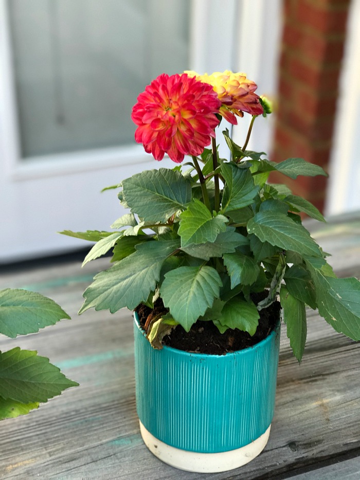 Bring on the color! Add beautiful plants to your decks and porches with plants to wake up your space and have your home ready for outdoor entertaining! 