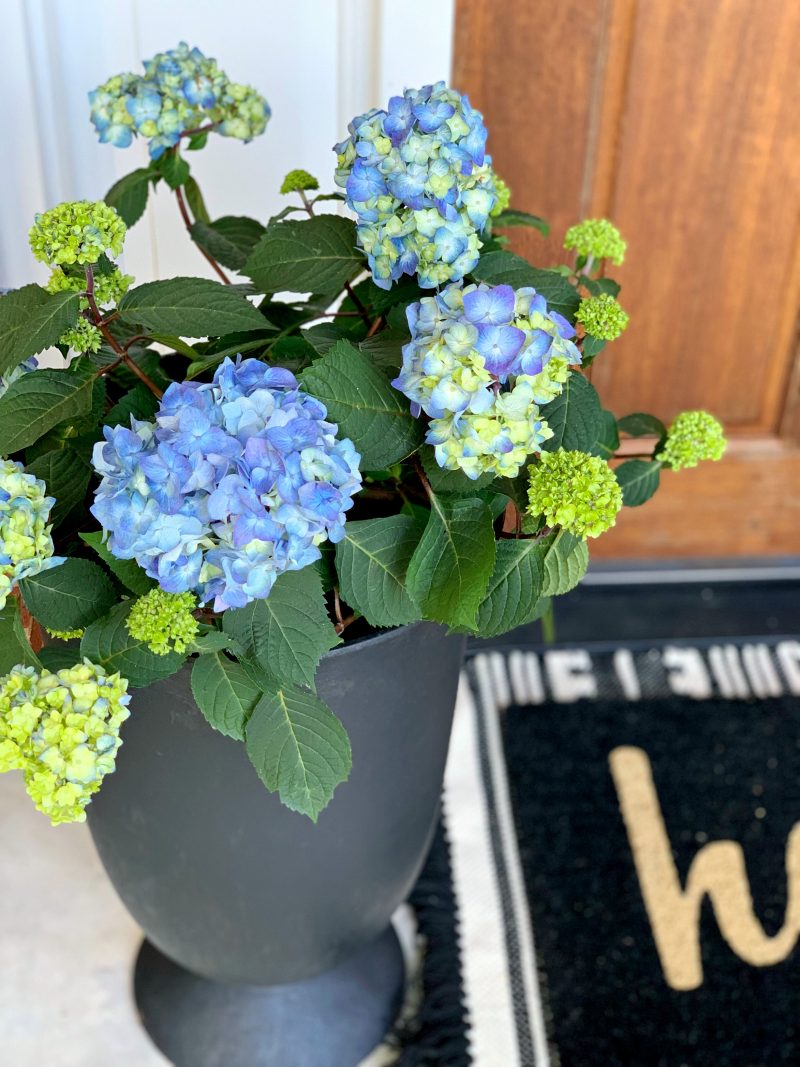 A Grown Up Summer Porch: Endless Summer® Hydrangeas have made my summer front porch absolutely stunning! Loving this fun porch decor! 