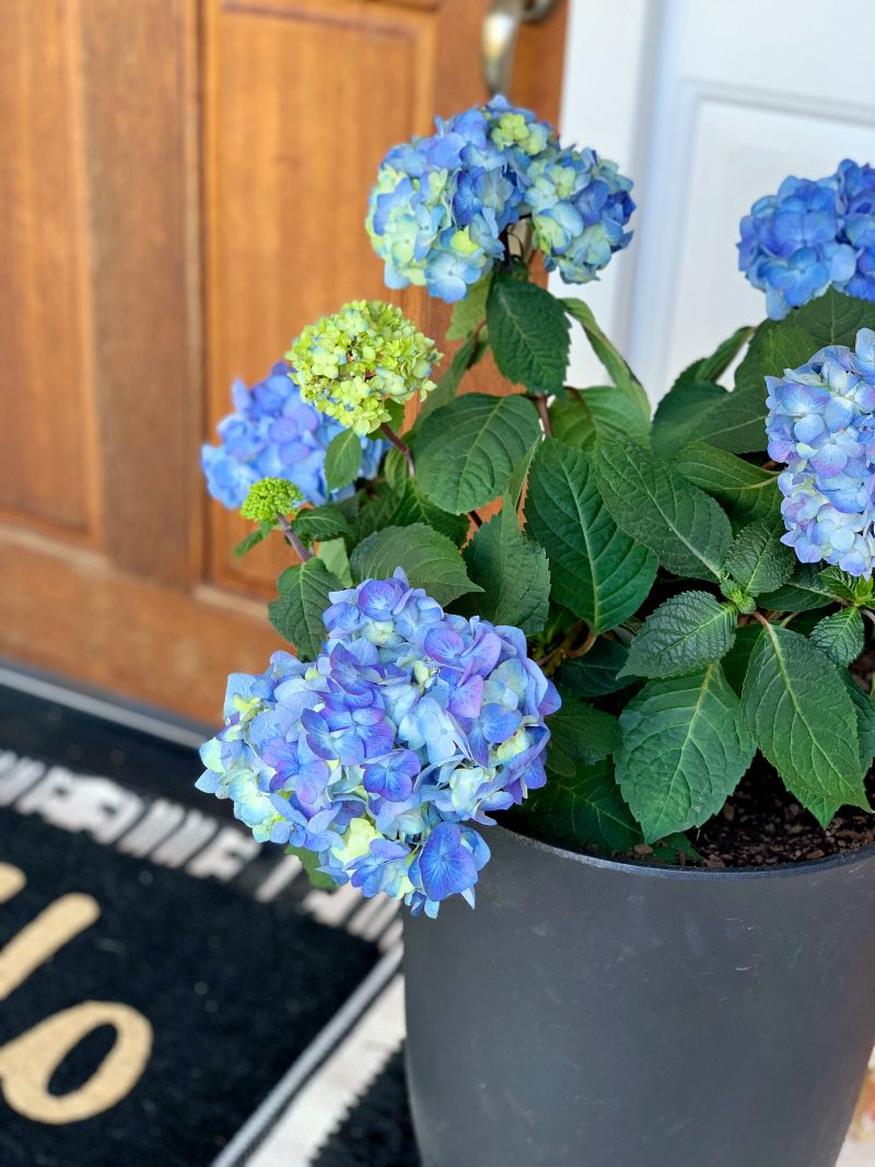 A Grown Up Summer Porch: Endless Summer® Hydrangeas have made my summer front porch absolutely stunning! Loving this fun porch decor! 