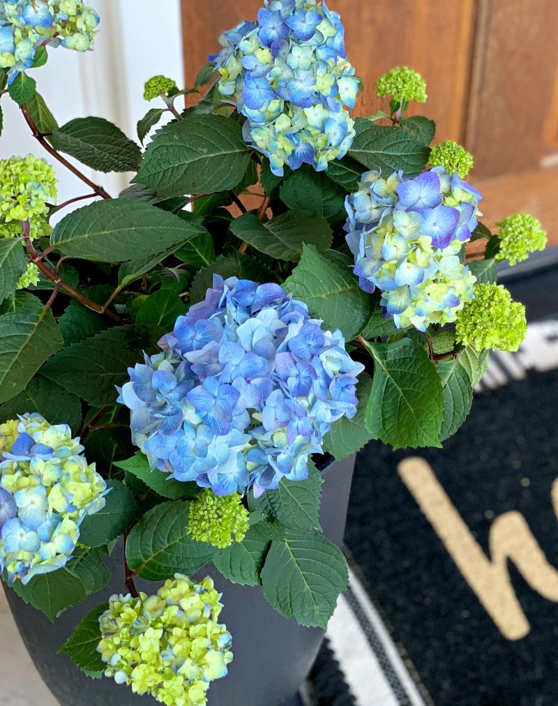 A Grown Up Summer Porch: Endless Summer® Hydrangeas have made my summer front porch absolutely stunning! Loving this fun porch decor! 